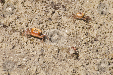 To use this stock image in your creative project, please select the size you need over to the right and click the "Add to Cart" button.
Your downloaded image will come with the Cutcaster watermark removed so don’t worry about the watermark you see on this page. Tiny Baby Crabs on Beach stock photo, Tiny baby crabs on beach at Bradenton, Florida by Steve Carroll