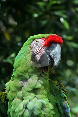 To use this stock image in your creative project, please select the size you need over to the right and click the "Add to Cart" button.
Your downloaded image will come with the Cutcaster watermark removed so don’t worry about the watermark you see on this page. Brilliant military macaw stock photo, Vividly colored military macaw by Stacy Barnett