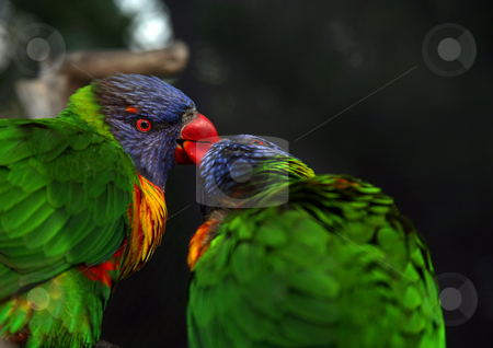 To use this stock image in your creative project, please select the size you need over to the right and click the "Add to Cart" button.
Your downloaded image will come with the Cutcaster watermark removed so don’t worry about the watermark you see on this page. Bird kiss stock photo, Birds showing their love by kissing each other by Stacy Barnett