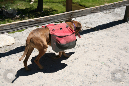 To use this stock image in your creative project, please select the size you need over to the right and click the "Add to Cart" button.
Your downloaded image will come with the Cutcaster watermark removed so don’t worry about the watermark you see on this page. Backpack dog stock photo, Dog walking down the trail carrying a backpack by Stacy Barnett