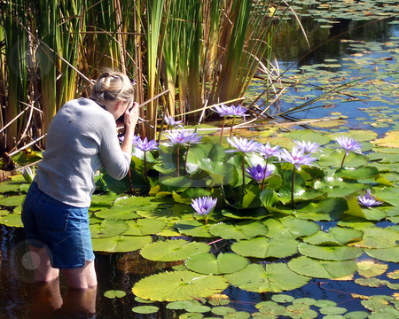 To use this stock image in your creative project, please select the size you need over to the right and click the "Add to Cart" button.
Your downloaded image will come with the Cutcaster watermark removed so don’t worry about the watermark you see on this page. Photographing Water Lillies stock photo, Lady nature photographer standing in pond taking picture of purple water lilies. by Steve Carroll