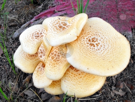 To use this stock image in your creative project, please select the size you need over to the right and click the "Add to Cart" button.
Your downloaded image will come with the Cutcaster watermark removed so don’t worry about the watermark you see on this page. Mushroom cluster stock photo, A cluster of mushrooms by Robert Brown