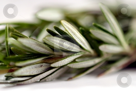 To use this stock image in your creative project, please select the size you need over to the right and click the "Add to Cart" button.
Your downloaded image will come with the Cutcaster watermark removed so don’t worry about the watermark you see on this page. Rosemary stock photo, Fresh green herb rosemary on white background. by Henrik Lehnerer
