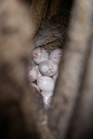 To use this stock image in your creative project, please select the size you need over to the right and click the "Add to Cart" button.
Your downloaded image will come with the Cutcaster watermark removed so don’t worry about the watermark you see on this page. Tit's nest stock photo, Small tit's eggs in hollow in forest by Jolanta Dabrowska