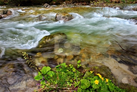 To use this stock image in your creative project, please select the size you need over to the right and click the "Add to Cart" button.
Your downloaded image will come with the Cutcaster watermark removed so don’t worry about the watermark you see on this page. Mountain creek detail stock photo, Mountain creek detail with yellow flowers by Juraj Kovacik