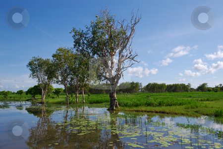 To use this stock image in your creative project, please select the size you need over to the right and click the "Add to Cart" button.
Your downloaded image will come with the Cutcaster watermark removed so don’t worry about the watermark you see on this page. Lagoon reflection 2 stock photo, Reflection of paperbark trees in wetland lagoon on a sunny day by Emma White