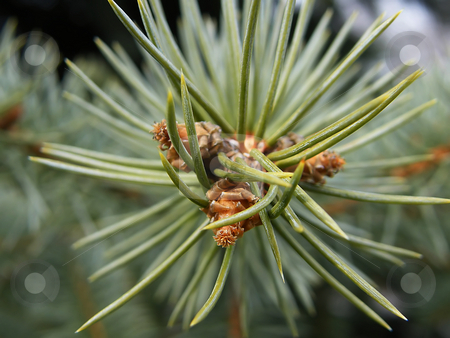 To use this stock image in your creative project, please select the size you need over to the right and click the "Add to Cart" button.
Your downloaded image will come with the Cutcaster watermark removed so don’t worry about the watermark you see on this page. Pine Branch Macro stock photo, Pine Branch (Macro) by Dazz Lee Photography