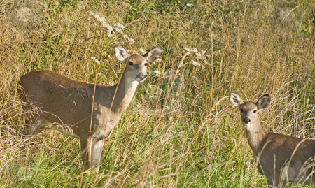 To use this stock image in your creative project, please select the size you need over to the right and click the "Add to Cart" button.
Your downloaded image will come with the Cutcaster watermark removed so don’t worry about the watermark you see on this page. Deer in grassy meadow stock photo, Two deer in grassy meadow on alert with ears up by Dennis Crumrin