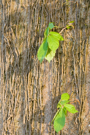 To use this stock image in your creative project, please select the size you need over to the right and click the "Add to Cart" button.
Your downloaded image will come with the Cutcaster watermark removed so don’t worry about the watermark you see on this page. Background stock photo, Concrete wall with vines that are starting to come alive. by Dennis Crumrin