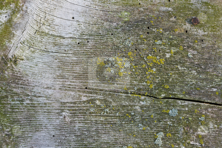 To use this stock image in your creative project, please select the size you need over to the right and click the "Add to Cart" button.
Your downloaded image will come with the Cutcaster watermark removed so don’t worry about the watermark you see on this page. Background stock photo, Close-up of old wood with grain showing by Dennis Crumrin
