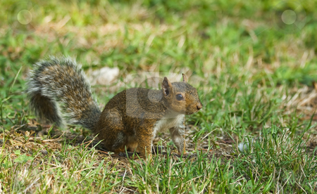 To use this stock image in your creative project, please select the size you need over to the right and click the "Add to Cart" button.
Your downloaded image will come with the Cutcaster watermark removed so don’t worry about the watermark you see on this page. Small squirrel stock photo, Little curious squirrel on green meadow in Italy by ANTONIO SCARPI