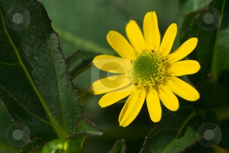 To use this stock image in your creative project, please select the size you need over to the right and click the "Add to Cart" button.
Your downloaded image will come with the Cutcaster watermark removed so don’t worry about the watermark you see on this page. Bidens Solaire Bloom stock photo, Closeup of a Bidens Solaire Bloom by Charles Jetzer