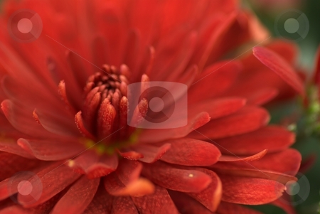 To use this stock image in your creative project, please select the size you need over to the right and click the "Add to Cart" button.
Your downloaded image will come with the Cutcaster watermark removed so don’t worry about the watermark you see on this page. Maroon Mum Starburst stock photo, Maroon Mum Starburst by Charles Jetzer