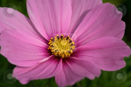 To use this stock image in your creative project, please select the size you need over to the right and click the "Add to Cart" button.
Your downloaded image will come with the Cutcaster watermark removed so don’t worry about the watermark you see on this page. Cosmos - Pink Petals stock photo, Pink Cosmos Bloom Closeup by Charles Jetzer