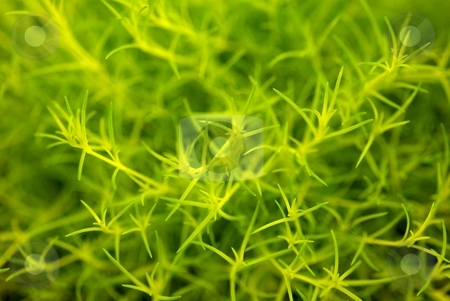To use this stock image in your creative project, please select the size you need over to the right and click the "Add to Cart" button.
Your downloaded image will come with the Cutcaster watermark removed so don’t worry about the watermark you see on this page. Scotch Moss Foliage stock photo, Closeup of Scotch Moss Foliage by Charles Jetzer