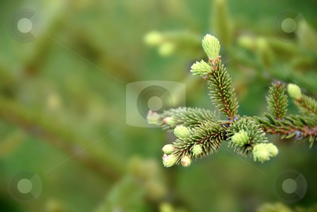 To use this stock image in your creative project, please select the size you need over to the right and click the "Add to Cart" button.
Your downloaded image will come with the Cutcaster watermark removed so don’t worry about the watermark you see on this page. Green fir branch stock photo, Young green fir branch at spring over green blur background by Julija Sapic