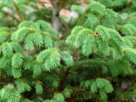 To use this stock image in your creative project, please select the size you need over to the right and click the "Add to Cart" button.
Your downloaded image will come with the Cutcaster watermark removed so don’t worry about the watermark you see on this page. Green fir branch stock photo, Young green fir branch at spring over green blur background by Julija Sapic