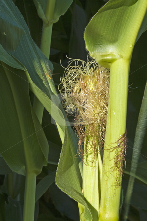 To use this stock image in your creative project, please select the size you need over to the right and click the "Add to Cart" button.
Your downloaded image will come with the Cutcaster watermark removed so don’t worry about the watermark you see on this page. Closeup of Corn Plant stock photo, Closeup of corn plant in field by Dennis Crumrin