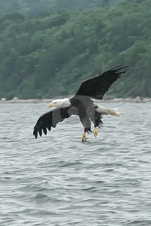 To use this stock image in your creative project, please select the size you need over to the right and click the "Add to Cart" button.
Your downloaded image will come with the Cutcaster watermark removed so don’t worry about the watermark you see on this page. Eagle Landing stock photo, Eagles Flying OVer St. Anns Bay and Scotching Fish by Thomas Marchessault