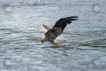 To use this stock image in your creative project, please select the size you need over to the right and click the "Add to Cart" button.
Your downloaded image will come with the Cutcaster watermark removed so don’t worry about the watermark you see on this page. Catching Fish stock photo, Eagles Flying OVer St. Anns Bay and Scotching Fish by Thomas Marchessault