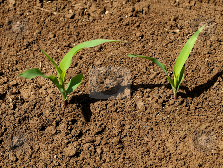 To use this stock image in your creative project, please select the size you need over to the right and click the "Add to Cart" button.
Your downloaded image will come with the Cutcaster watermark removed so don’t worry about the watermark you see on this page. Young corn crops stalk stock photo, Young corn crop at spring by Laurent Dambies