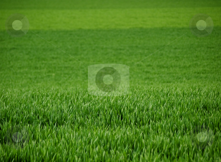 To use this stock image in your creative project, please select the size you need over to the right and click the "Add to Cart" button.
Your downloaded image will come with the Cutcaster watermark removed so don’t worry about the watermark you see on this page. Fresh young wheat stock photo, Close up of a fresh green young wheat field at spring by Laurent Dambies