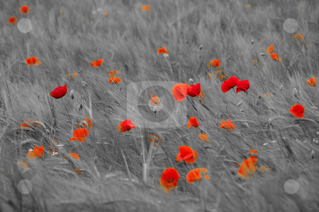 To use this stock image in your creative project, please select the size you need over to the right and click the "Add to Cart" button.
Your downloaded image will come with the Cutcaster watermark removed so don’t worry about the watermark you see on this page. Fresh young barley field stock photo, Fresh green young barley field with poppies selective coloring by Laurent Dambies