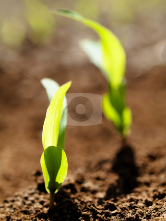 To use this stock image in your creative project, please select the size you need over to the right and click the "Add to Cart" button.
Your downloaded image will come with the Cutcaster watermark removed so don’t worry about the watermark you see on this page. Young corn crops stalk stock photo, Young corn crop at spring by Laurent Dambies
