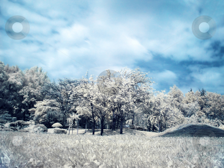 To use this stock image in your creative project, please select the size you need over to the right and click the "Add to Cart" button.
Your downloaded image will come with the Cutcaster watermark removed so don’t worry about the watermark you see on this page. Japanese garden stock photo, Infrared panoramic landscape of a japanese garden by Laurent Dambies