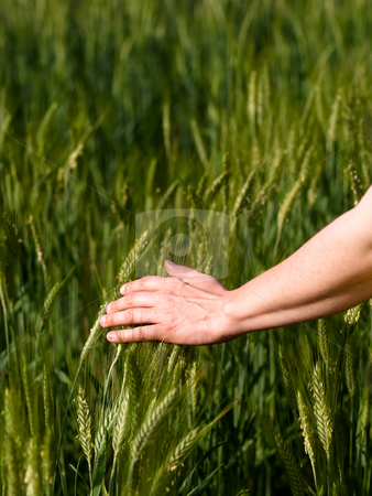 To use this stock image in your creative project, please select the size you need over to the right and click the "Add to Cart" button.
Your downloaded image will come with the Cutcaster watermark removed so don’t worry about the watermark you see on this page. Woman hand in barley field stock photo, Closeup of a woman hand touching green barley ears by Laurent Dambies