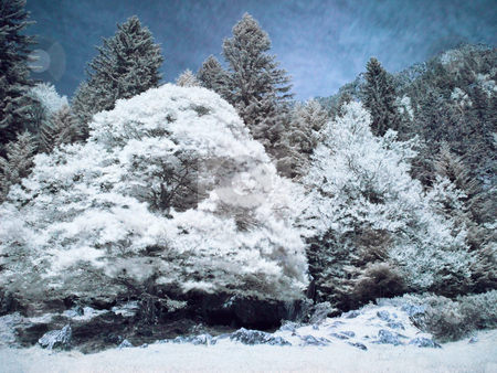 To use this stock image in your creative project, please select the size you need over to the right and click the "Add to Cart" button.
Your downloaded image will come with the Cutcaster watermark removed so don’t worry about the watermark you see on this page. Infrared forest stock photo, Infrared picture of a beautiful forest in the mountains by Laurent Dambies