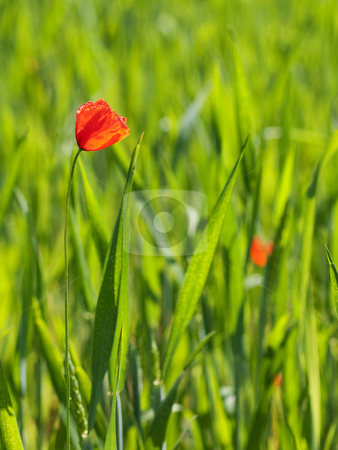 To use this stock image in your creative project, please select the size you need over to the right and click the "Add to Cart" button.
Your downloaded image will come with the Cutcaster watermark removed so don’t worry about the watermark you see on this page. Fresh young wheat stock photo, Close up of a fresh green young wheat field with poppy flower by Laurent Dambies