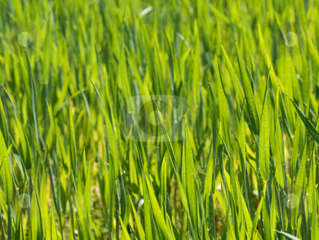 To use this stock image in your creative project, please select the size you need over to the right and click the "Add to Cart" button.
Your downloaded image will come with the Cutcaster watermark removed so don’t worry about the watermark you see on this page. Fresh young wheat stock photo, Close up of a fresh green young wheat field at spring by Laurent Dambies