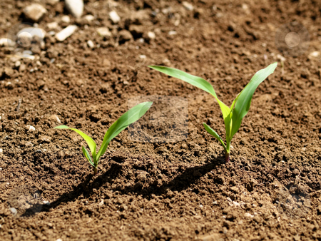 To use this stock image in your creative project, please select the size you need over to the right and click the "Add to Cart" button.
Your downloaded image will come with the Cutcaster watermark removed so don’t worry about the watermark you see on this page. Young corn crops stalk stock photo, Young corn crop at spring by Laurent Dambies