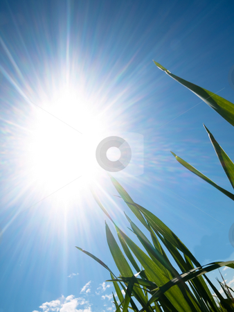 To use this stock image in your creative project, please select the size you need over to the right and click the "Add to Cart" button.
Your downloaded image will come with the Cutcaster watermark removed so don’t worry about the watermark you see on this page. Young wheat field at spring stock photo, Young wheat field at spring against the sun by Laurent Dambies