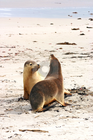 To use this stock image in your creative project, please select the size you need over to the right and click the "Add to Cart" button.
Your downloaded image will come with the Cutcaster watermark removed so don’t worry about the watermark you see on this page. Pair of Australian sea lions (Neophoca cinerea) stock photo, Pair of Australian sea lions (Neophoca cinerea) on the beach at Seal Bay, Kangaroo Island, South Australia; by Stephen Goodwin