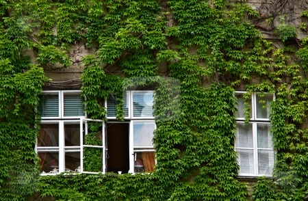 To use this stock image in your creative project, please select the size you need over to the right and click the "Add to Cart" button.
Your downloaded image will come with the Cutcaster watermark removed so don’t worry about the watermark you see on this page. Green ivy facade stock photo, Windows covered with green ivy on facade by Juraj Kovacik