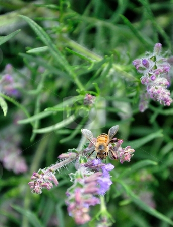 To use this stock image in your creative project, please select the size you need over to the right and click the "Add to Cart" button.
Your downloaded image will come with the Cutcaster watermark removed so don’t worry about the watermark you see on this page. Bee on Purple Flower stock photo, A bee flies around a purple flower. by Ben O'Neal