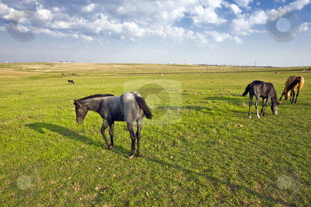 To use this stock image in your creative project, please select the size you need over to the right and click the "Add to Cart" button.
Your downloaded image will come with the Cutcaster watermark removed so don’t worry about the watermark you see on this page. Four Horses stock photo, Horses graze in a pasture on the rolling plains near Dodge City, Kansas by Bart Everett