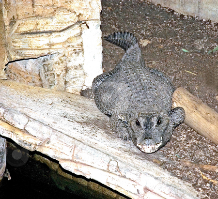 To use this stock image in your creative project, please select the size you need over to the right and click the "Add to Cart" button.
Your downloaded image will come with the Cutcaster watermark removed so don’t worry about the watermark you see on this page. One Alligator stock photo, This photo is showing one alligator laying with eyes open and teeth showing. by Valerie Garner
