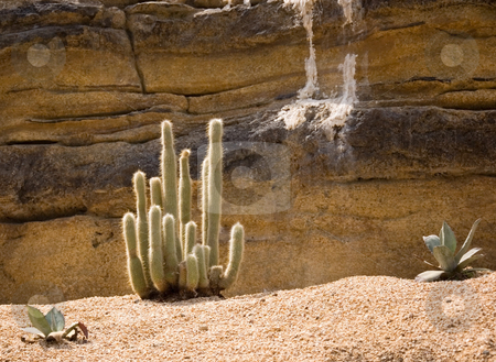 To use this stock image in your creative project, please select the size you need over to the right and click the "Add to Cart" button.
Your downloaded image will come with the Cutcaster watermark removed so don’t worry about the watermark you see on this page. Cactus and Desert Setting stock photo, This photo is a desert scene with rocks and main focal point is beautiful green cactus plant. by Valerie Garner