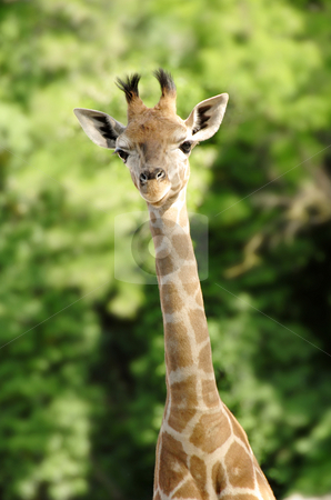 To use this stock image in your creative project, please select the size you need over to the right and click the "Add to Cart" button.
Your downloaded image will come with the Cutcaster watermark removed so don’t worry about the watermark you see on this page. Giraffe stock photo, Baby giraffe portrait over blur green background by Julija Sapic