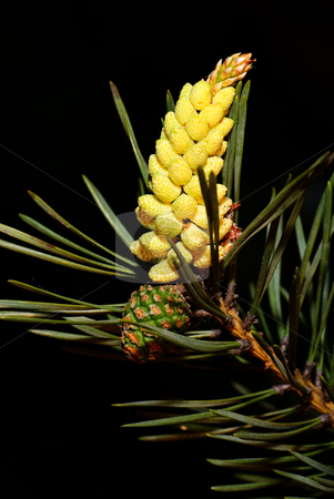 To use this stock image in your creative project, please select the size you need over to the right and click the "Add to Cart" button.
Your downloaded image will come with the Cutcaster watermark removed so don’t worry about the watermark you see on this page. Pine cone stock photo, Pine tree branch and cones on black background by Jolanta Dabrowska