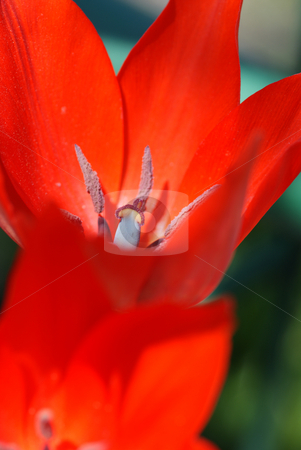To use this stock image in your creative project, please select the size you need over to the right and click the "Add to Cart" button.
Your downloaded image will come with the Cutcaster watermark removed so don’t worry about the watermark you see on this page. Tulip stock photo, two full-blown red tulip on green background by Jolanta Dabrowska