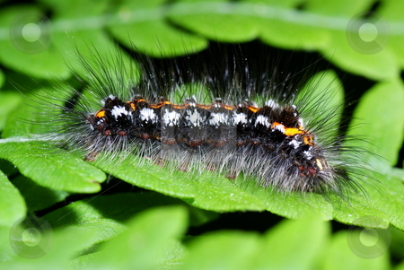To use this stock image in your creative project, please select the size you need over to the right and click the "Add to Cart" button.
Your downloaded image will come with the Cutcaster watermark removed so don’t worry about the watermark you see on this page. caterpillar stock photo, shaggy colourful caterpillar on green fern in forest by Jolanta Dabrowska