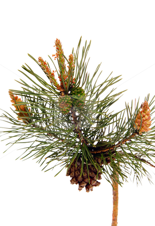 To use this stock image in your creative project, please select the size you need over to the right and click the "Add to Cart" button.
Your downloaded image will come with the Cutcaster watermark removed so don’t worry about the watermark you see on this page. Pine cone stock photo, Pine tree branch and cones on white background by Jolanta Dabrowska