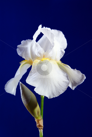 To use this stock image in your creative project, please select the size you need over to the right and click the "Add to Cart" button.
Your downloaded image will come with the Cutcaster watermark removed so don’t worry about the watermark you see on this page. Iris stock photo, Full-blown white flower iris on blue background by Jolanta Dabrowska