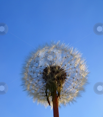 To use this stock image in your creative project, please select the size you need over to the right and click the "Add to Cart" button.
Your downloaded image will come with the Cutcaster watermark removed so don’t worry about the watermark you see on this page. Daisy seed parachutes stock photo, Daisy seed parachutes on a stem waiting for the wind to catch them by Arve Bettum