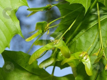 To use this stock image in your creative project, please select the size you need over to the right and click the "Add to Cart" button.
Your downloaded image will come with the Cutcaster watermark removed so don’t worry about the watermark you see on this page. Tree seed stock photo, Ash tree seeds with wings under leaves by Arve Bettum