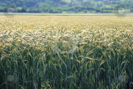 To use this stock image in your creative project, please select the size you need over to the right and click the "Add to Cart" button.
Your downloaded image will come with the Cutcaster watermark removed so don’t worry about the watermark you see on this page. Barley in morning sun stock photo, Field of barley with morning sun backlit. by Ivan Paunovic